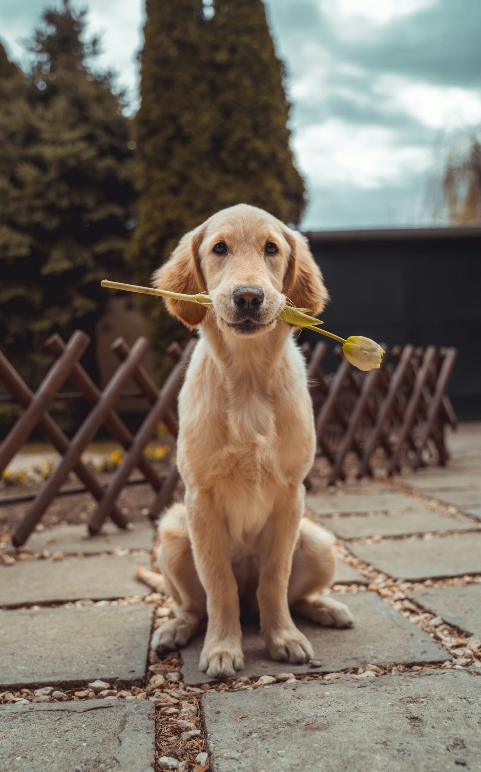 Golden retriever smiling outdoors